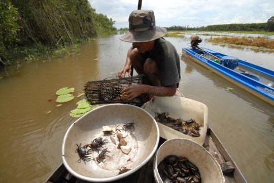 sản vật mùa nước nổi ảnh 4 san vat mua nuoc noi anh 4