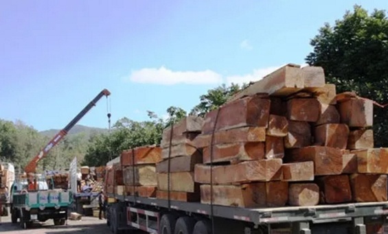 My, Trung Quoc vuot Lao ve xuat go vao Viet Nam hinh anh