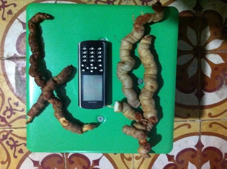 Chi trăm triệu mua ba kích ngâm rượu ảnh 3 Chi tram trieu mua ba kich ngam ruou anh 3