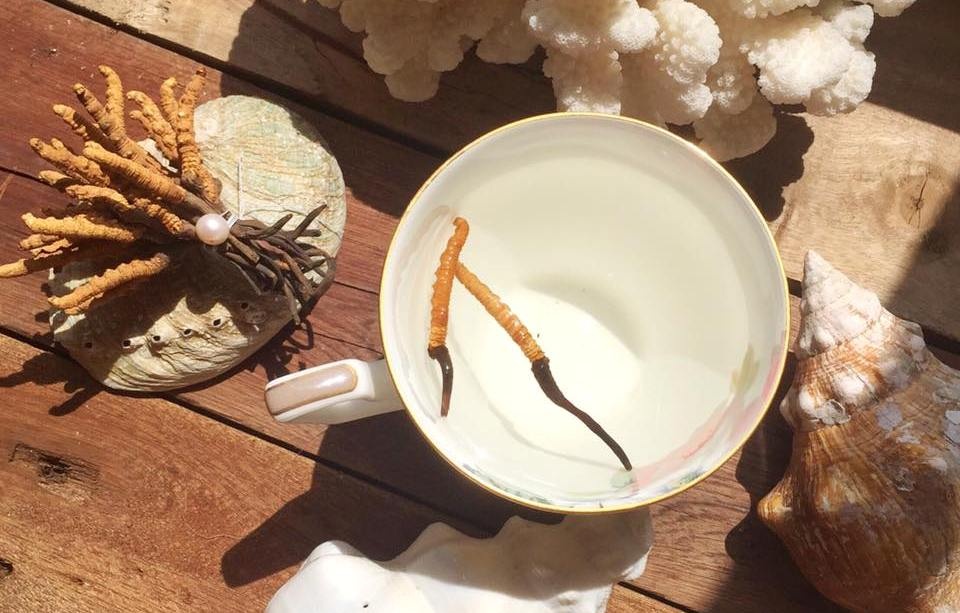 Đông trùng hạ thảo ảnh 2 Dong trung ha thao anh 2