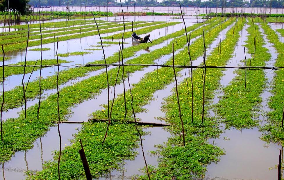 Mùa nước lũ ở miền Tây ảnh 4 Mua nuoc lu o mien Tay anh 4