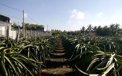 Trong thanh long tren dat phen lai gap 7 lan trong lua hinh anh
