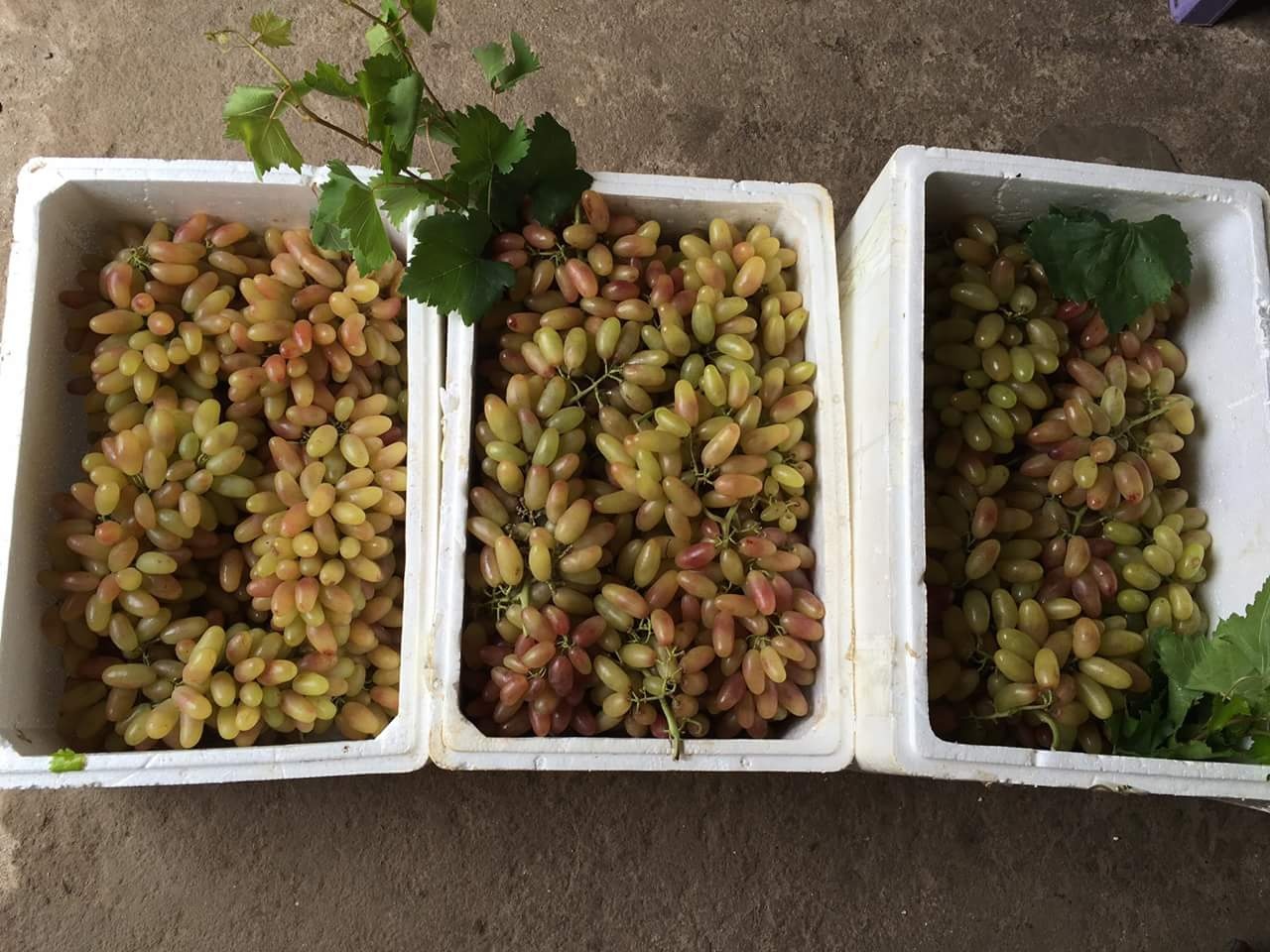 Nho 'my nhan chi' cua Trung Quoc, nguoi Viet tranh nhau mua hinh anh