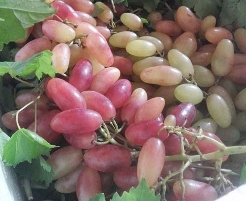 Trái cây Trung Quốc ảnh 1 Trai cay Trung Quoc anh 1