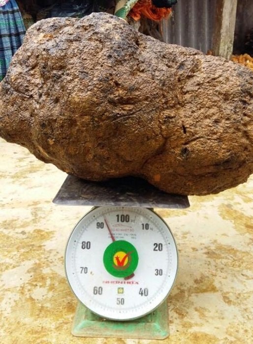 Do xo di mua nam u chua benh anh 1