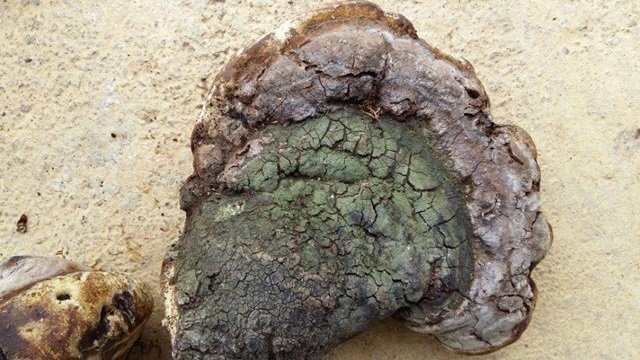 Do xo mua nam u 1 trieu/kg: Than duoc chua ung thu? hinh anh