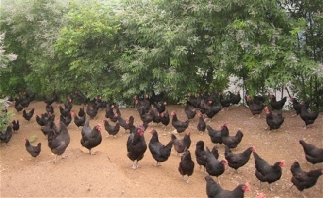 Trứng xanh hút hàng tại Hà Nội ảnh 2 Trung xanh hut hang tai Ha Noi anh 2