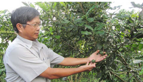 'Cay ty do' khong ra trai van do xo trong hinh anh