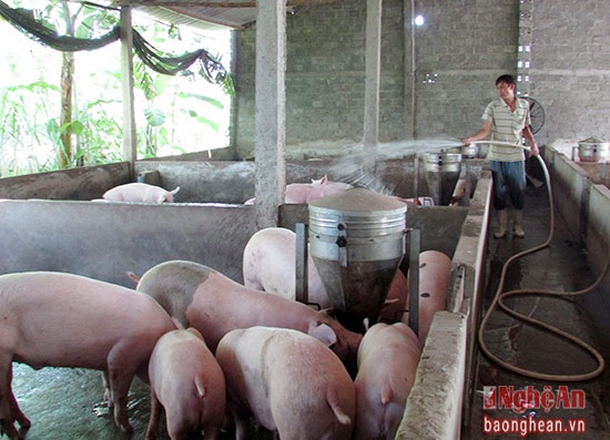 Thu lai hang tram trieu dong nho nuoi heo cut duoi hinh anh