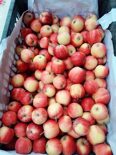 Táo đá đỏ hút hàng tại Hà Nội ảnh 2 Tao da do hut hang tai Ha Noi anh 2