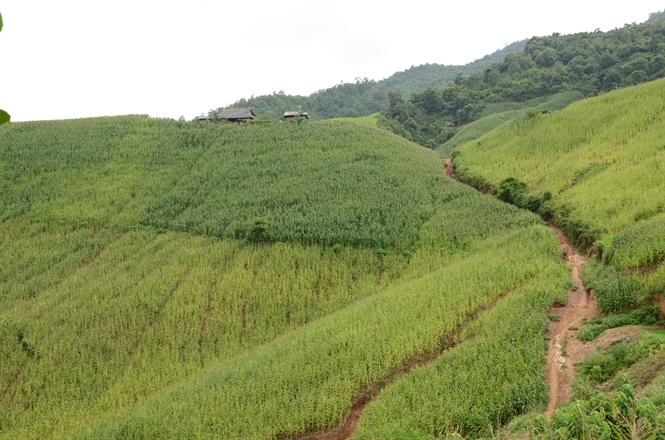 Nuoc mat cua nguoi trong ngo tren doi tai Son La hinh anh