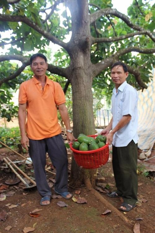 Giong bo quy, moi qua nang gan 2 kg o Dak Nong hinh anh