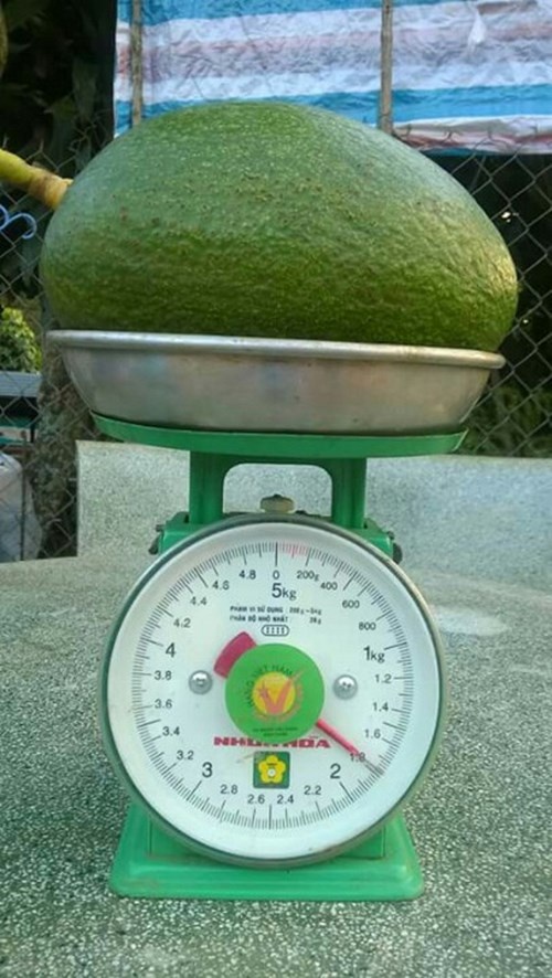 Qua bo quy nang hang kg anh 1