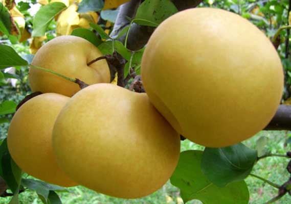 Lê Tàu đội lốt lê Hàn ảnh 2 Le Tau doi lot le Han anh 2