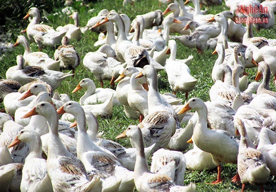 Nuôi vịt chạy đồng ảnh 2 Nuoi vit chay dong anh 2