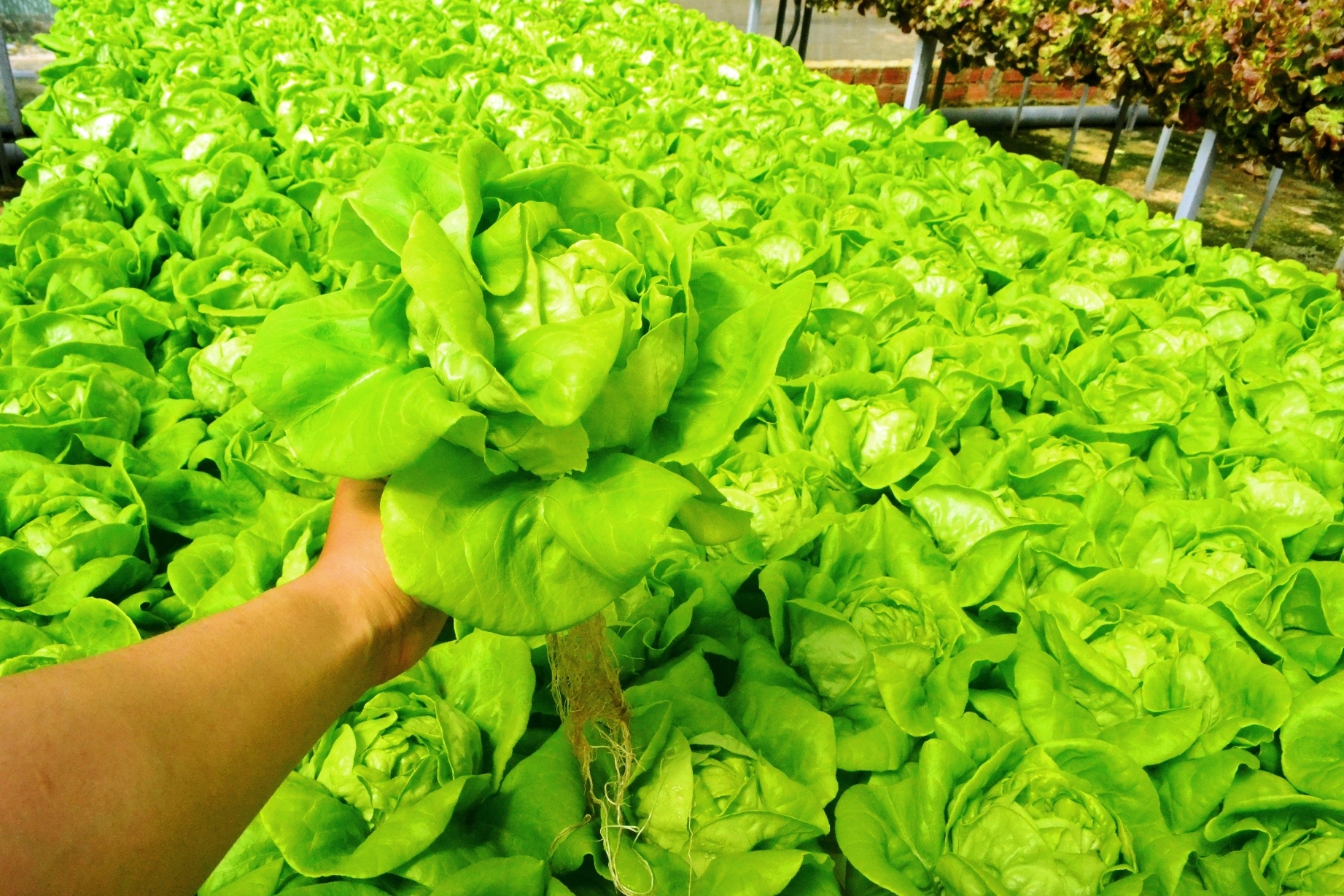 Rau thuy canh thu hoach 15 vu moi nam, an khong can rua hinh anh