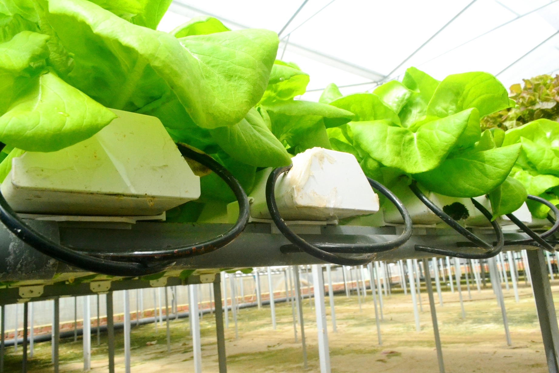 rau thuy canh anh 10