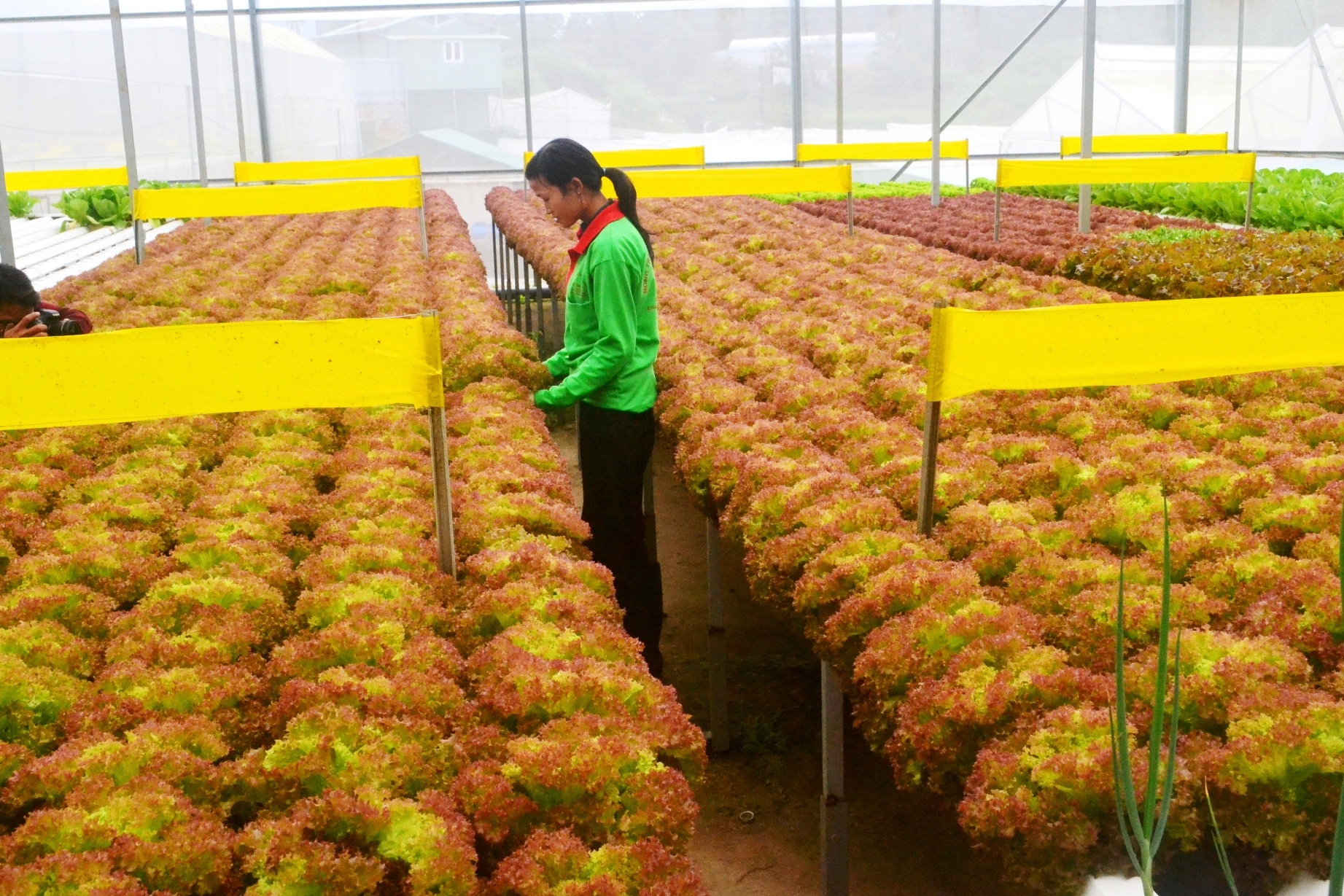 rau thuy canh anh 11