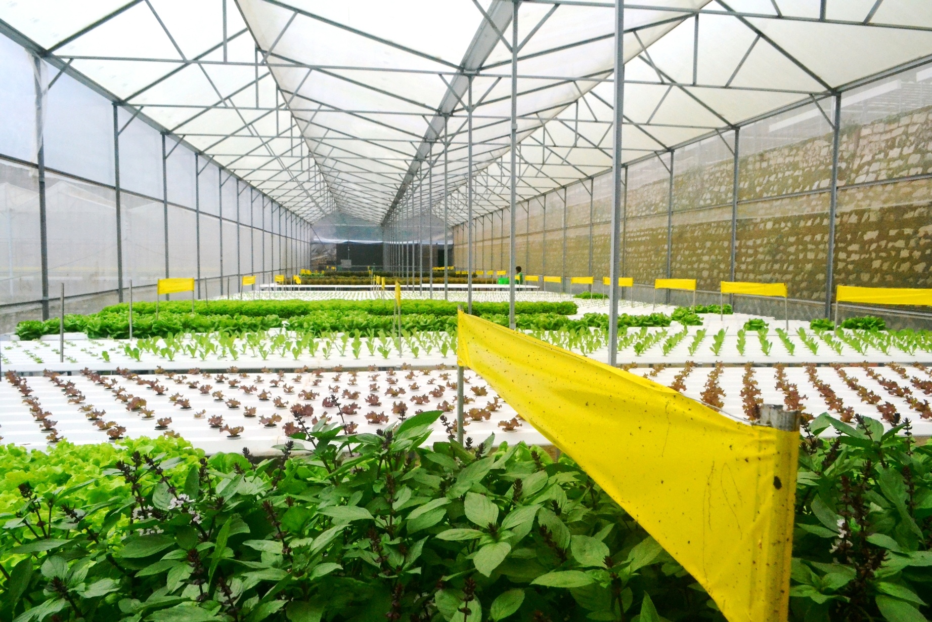 rau thuy canh anh 12