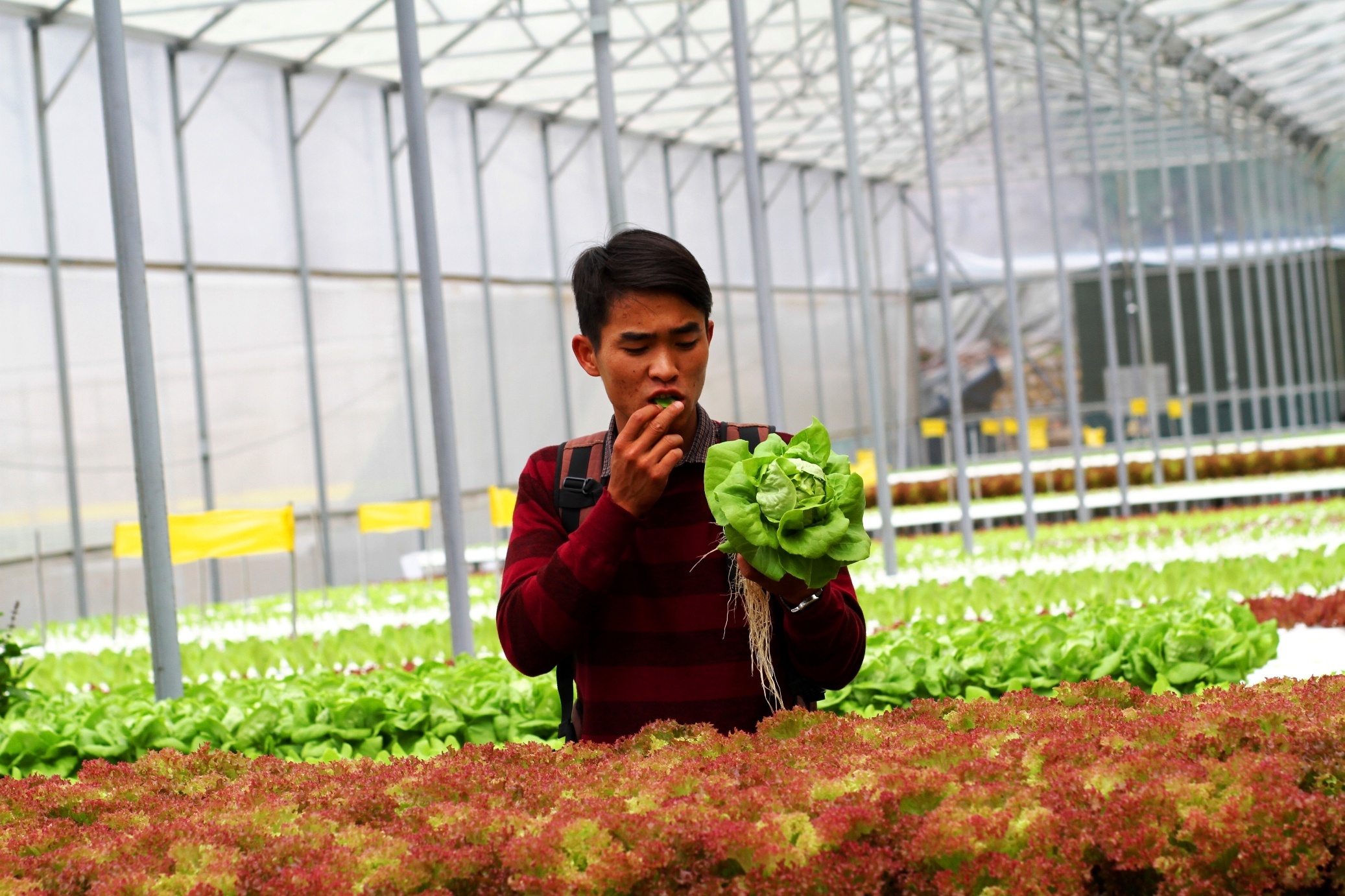 rau thuy canh anh 13