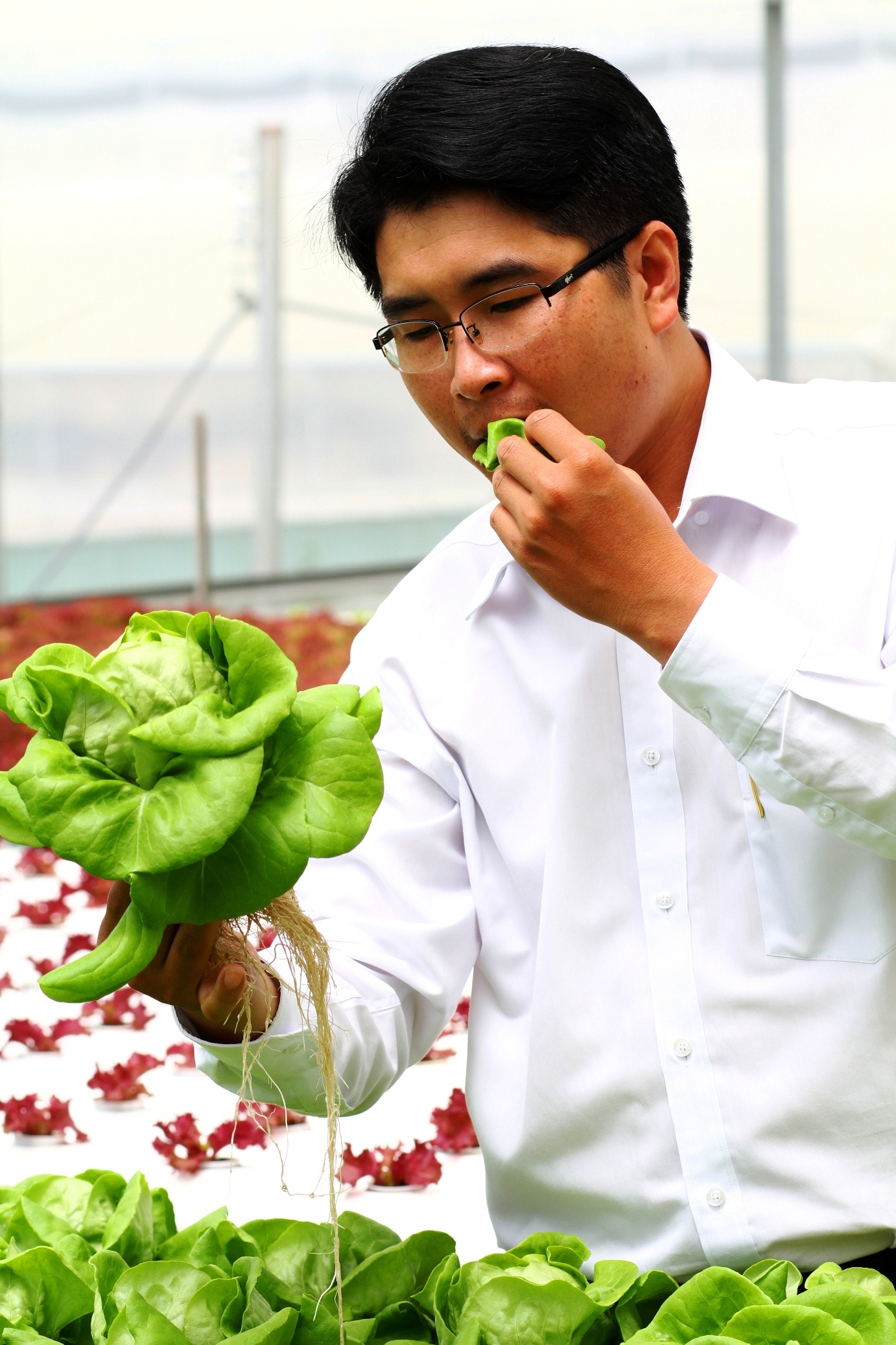 rau thuy canh anh 14