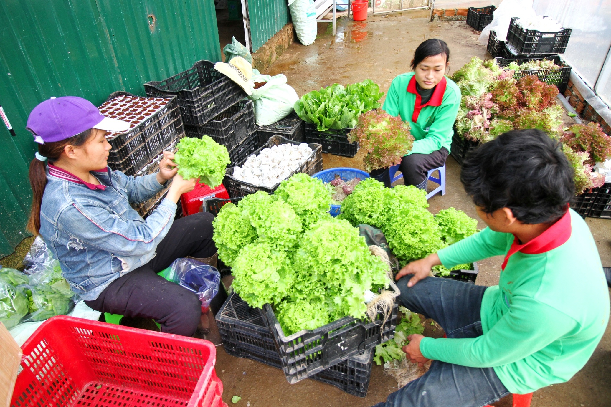 rau thuy canh anh 15