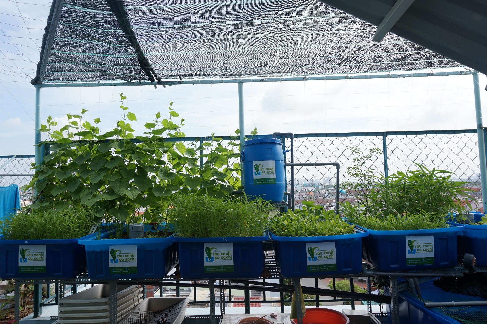 mo hinh trong rau sach tai nha anh 2