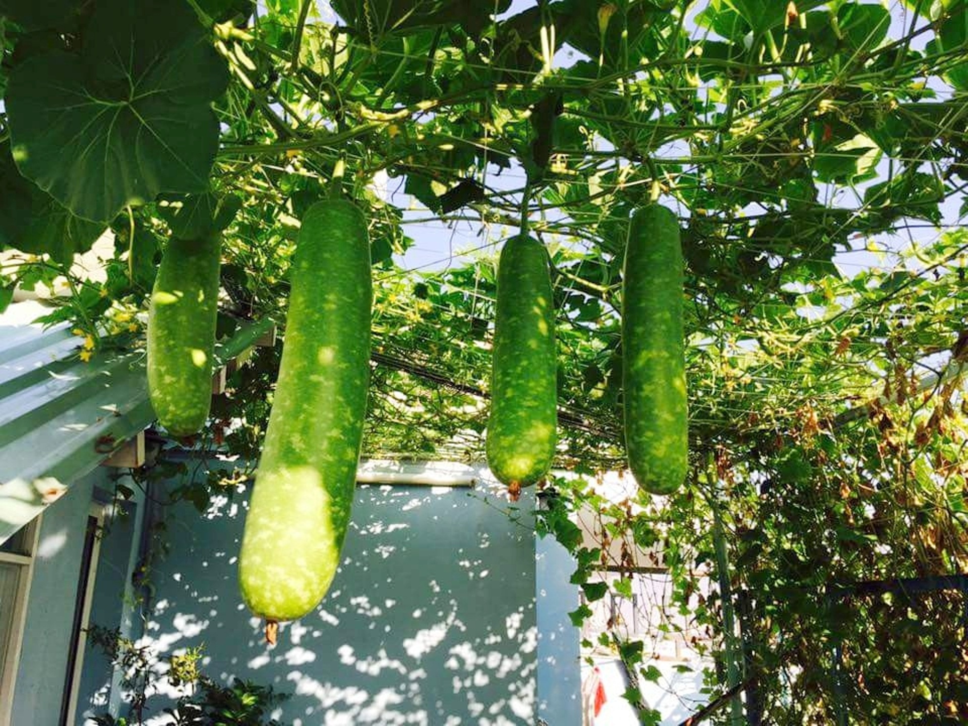 mô hình trồng rau sạch tại nhà ảnh 1 mo hinh trong rau sach tai nha anh 1