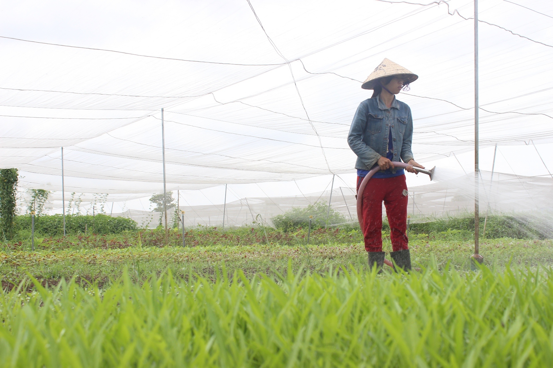 thue dat trong rau sach anh 1