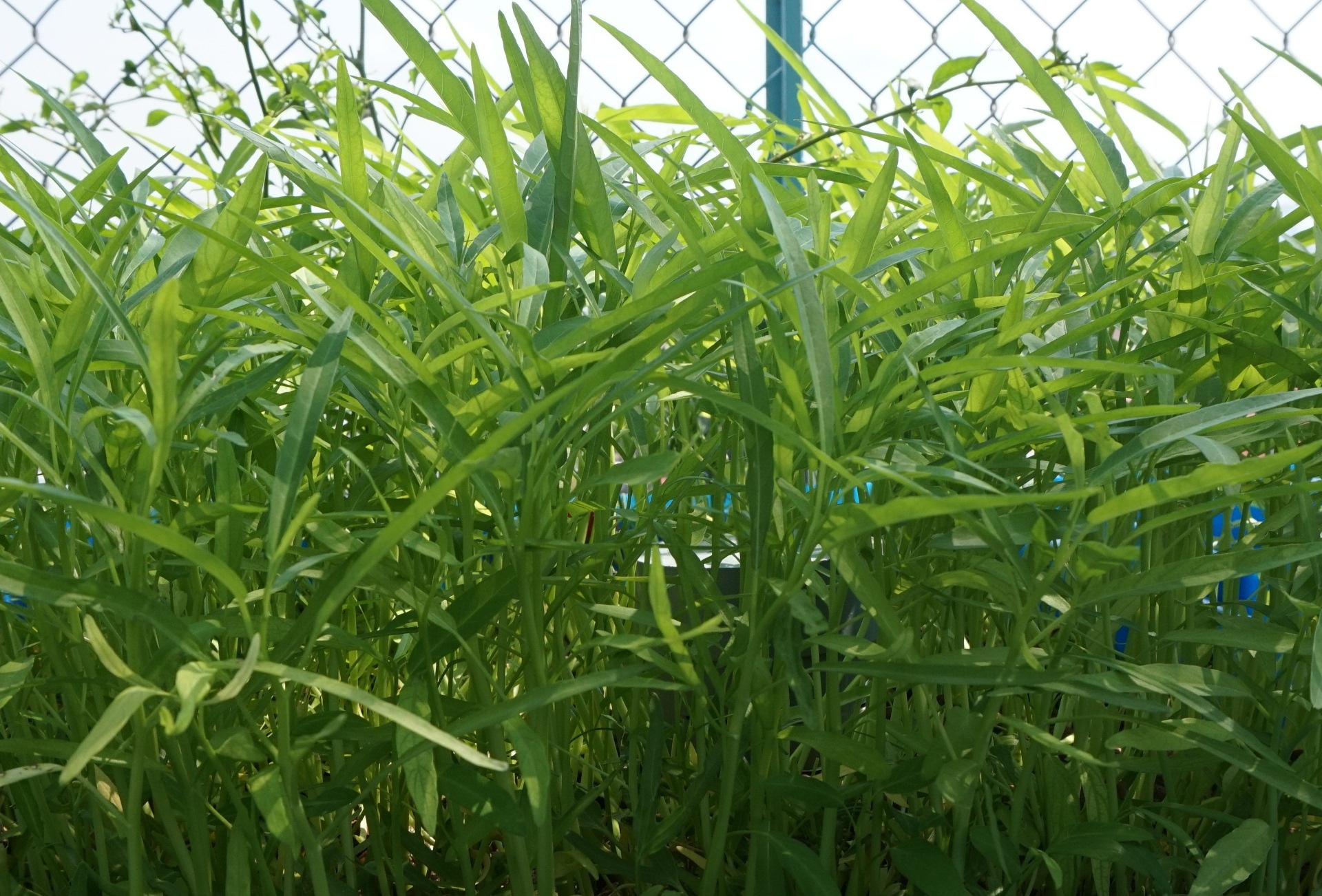 Ra ngoai o Sai Gon mo trang trai thue dat trong rau hinh anh