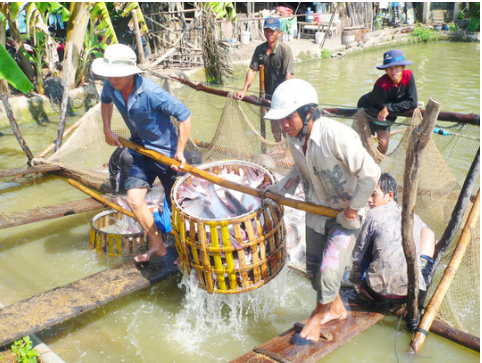 Ca tra sap bay thuong lai Trung Quoc hinh anh