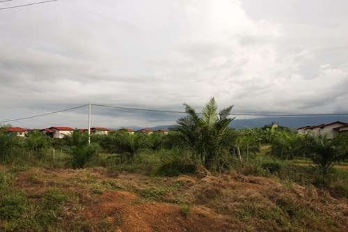 Nếu HAGL bán cao su tại Lào ảnh 4 Neu HAGL ban cao su tai Lao anh 4