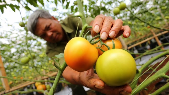 Gia ca chua tang gap 3 lan vi dich benh hoanh hanh hinh anh
