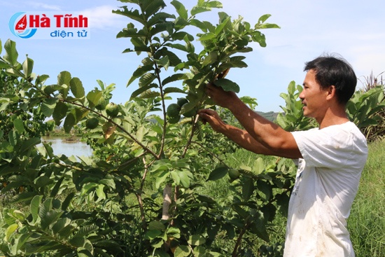 Nuôi vịt trời thu tiền tỷ ảnh 2 Nuoi vit troi thu tien ty anh 2