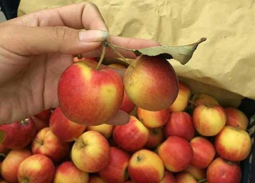 5 loai trai cay Trung Quoc van duoc tieu thu manh o Viet Nam hinh anh