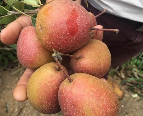 5 loại trái cây Trung Quốc tiêu thụ mạnh ảnh 5 5 loai trai cay Trung Quoc tieu thu manh anh 5