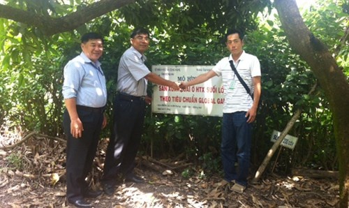 Xoài Suối Lớn xuất ngoại ảnh 2 Xoai Suoi Lon xuat ngoai anh 2