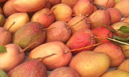 Xoai Suoi Lon xuat ngoai hinh anh