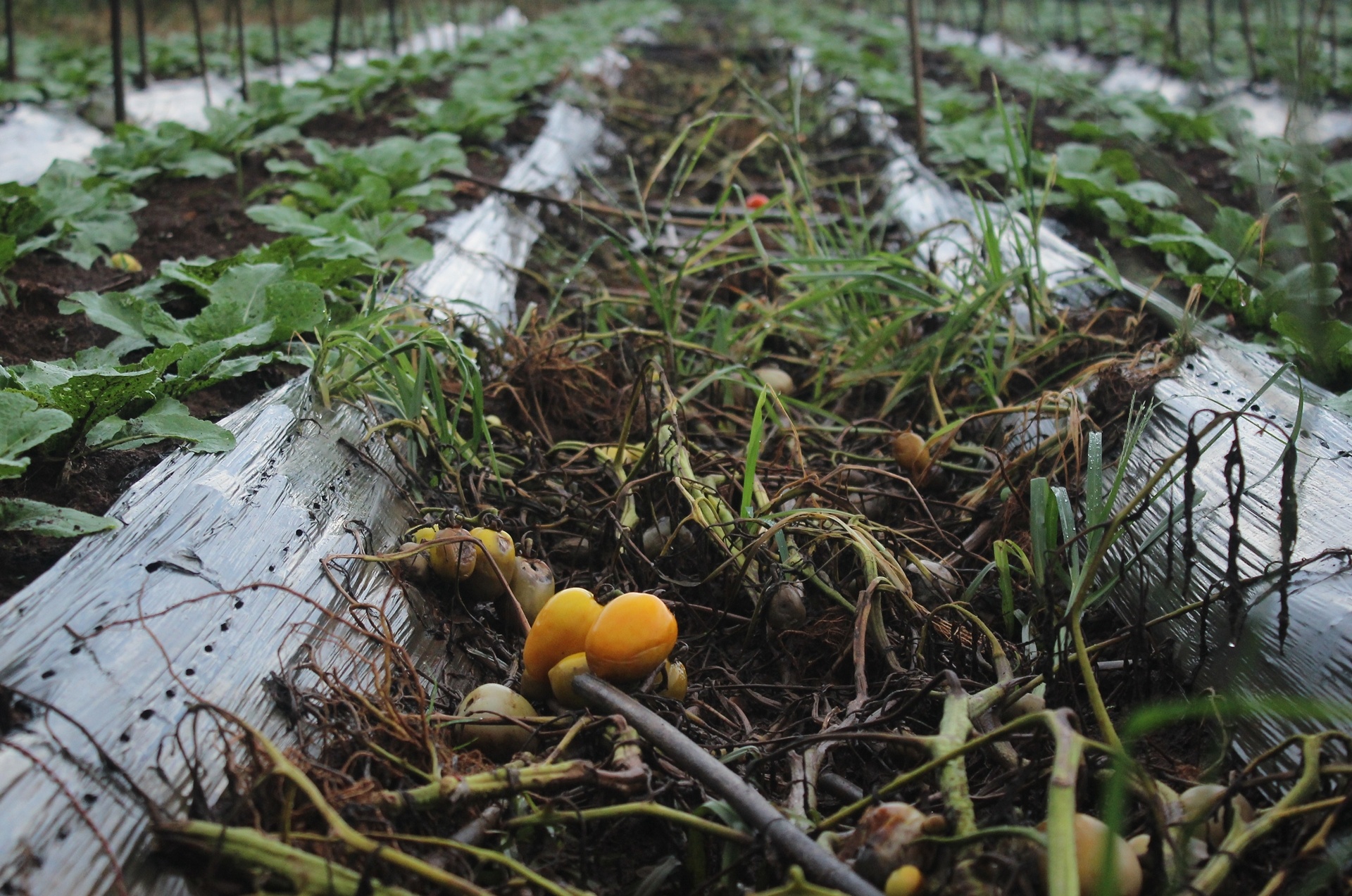 nong dan lo nang vi ca chua nhiem benh anh 3