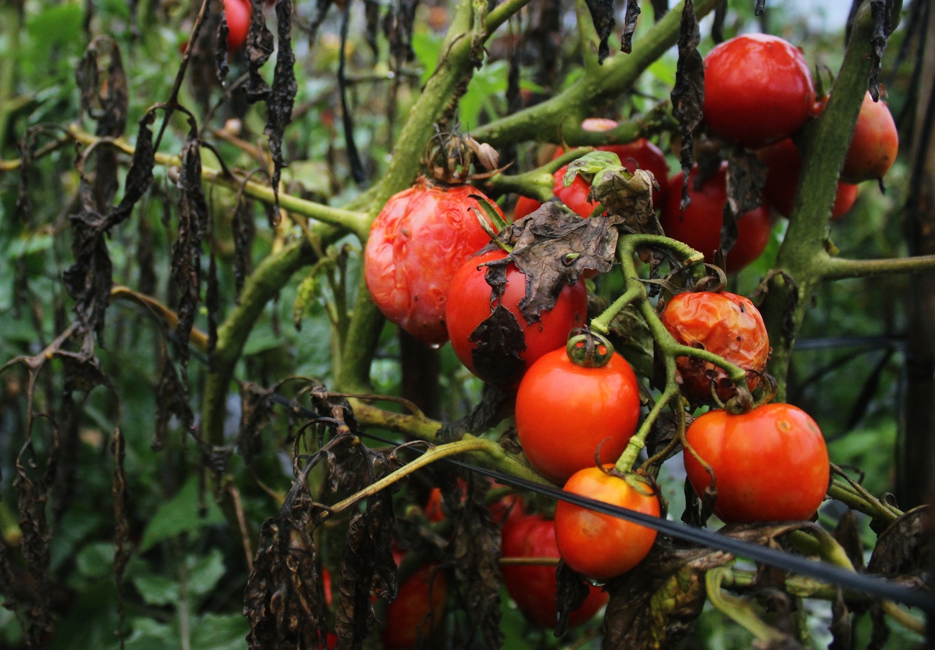 nong dan lo nang vi ca chua nhiem benh anh 2