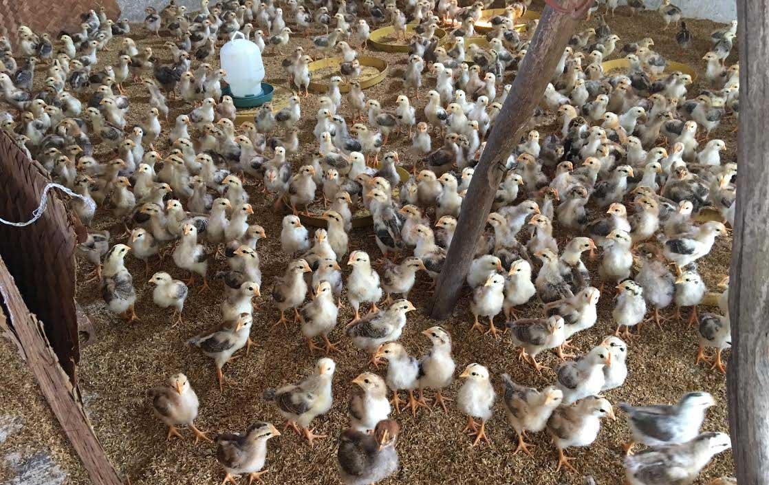 Bi an trong trai ga khong mui, thu lai tien ty hinh anh