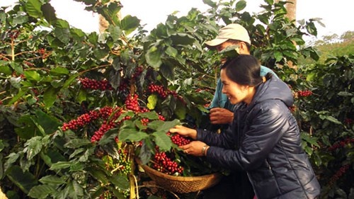 Nha sang che o xu ca phe anh 2