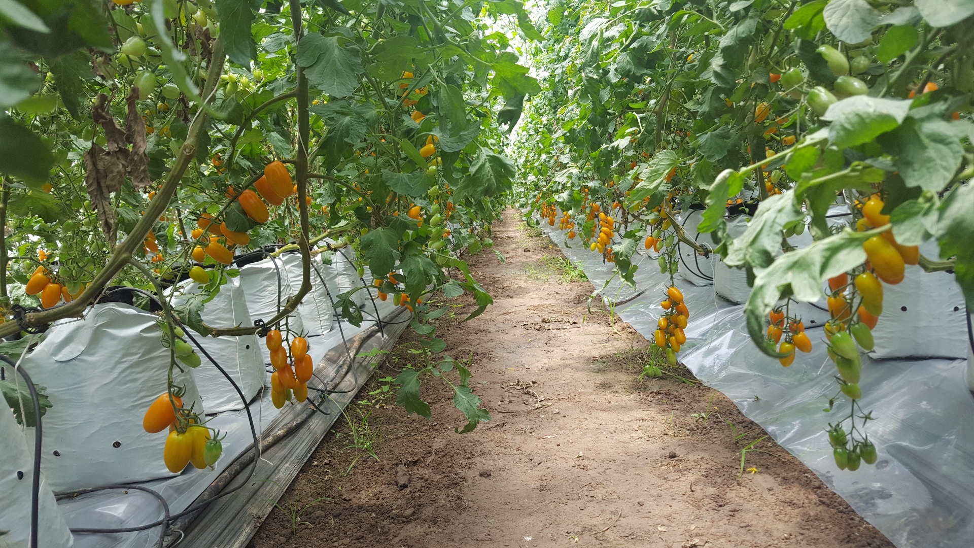 trồng cà bằng sữa và trứng gà thu hơn trăm triệu ảnh 1 trong ca bang sua va trung ga thu hon tram trieu anh 1