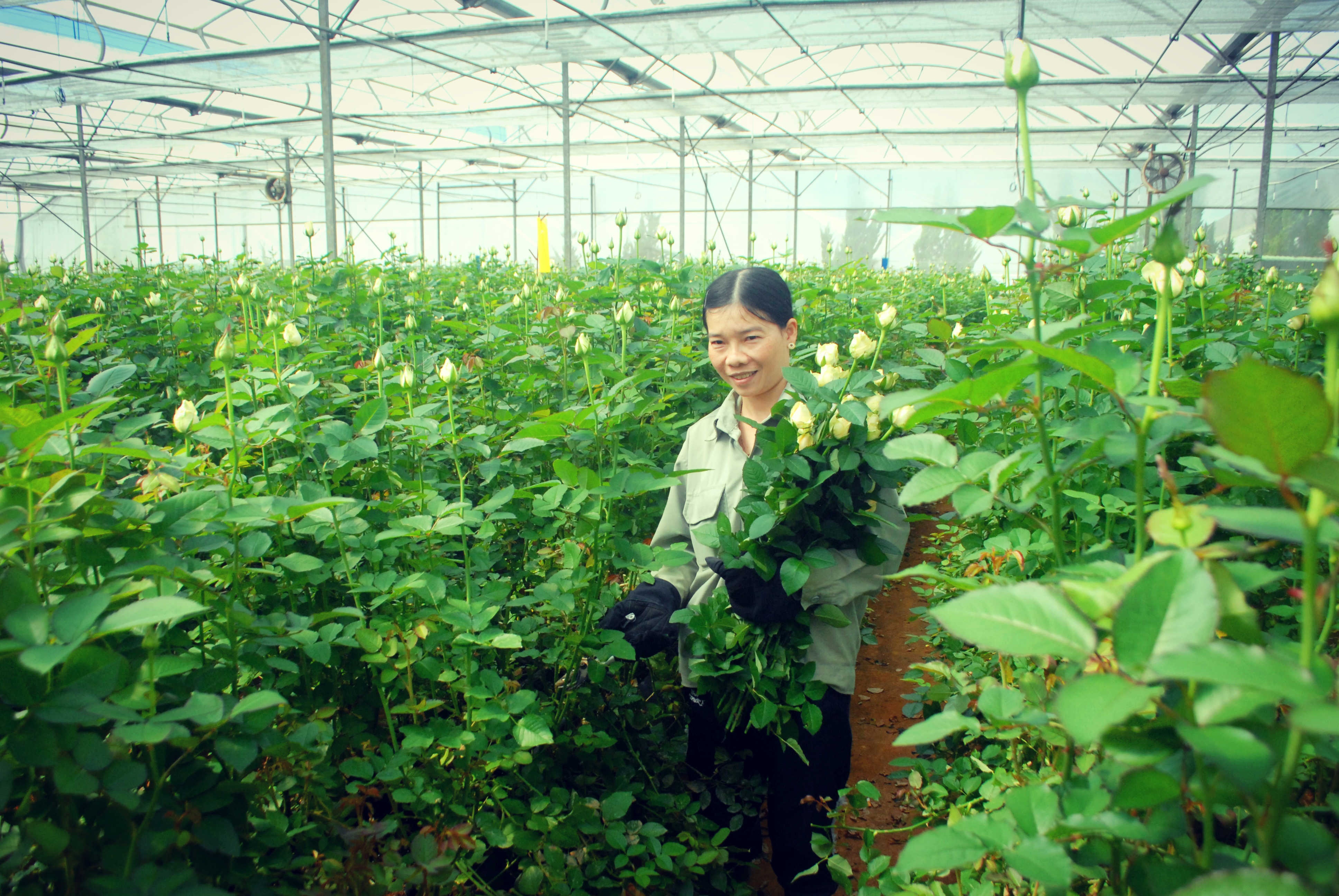 Cận 20/10 hoa Đà Lạt tăng giá mạnh ảnh 1 Can 20/10 hoa Da Lat tang gia manh anh 1