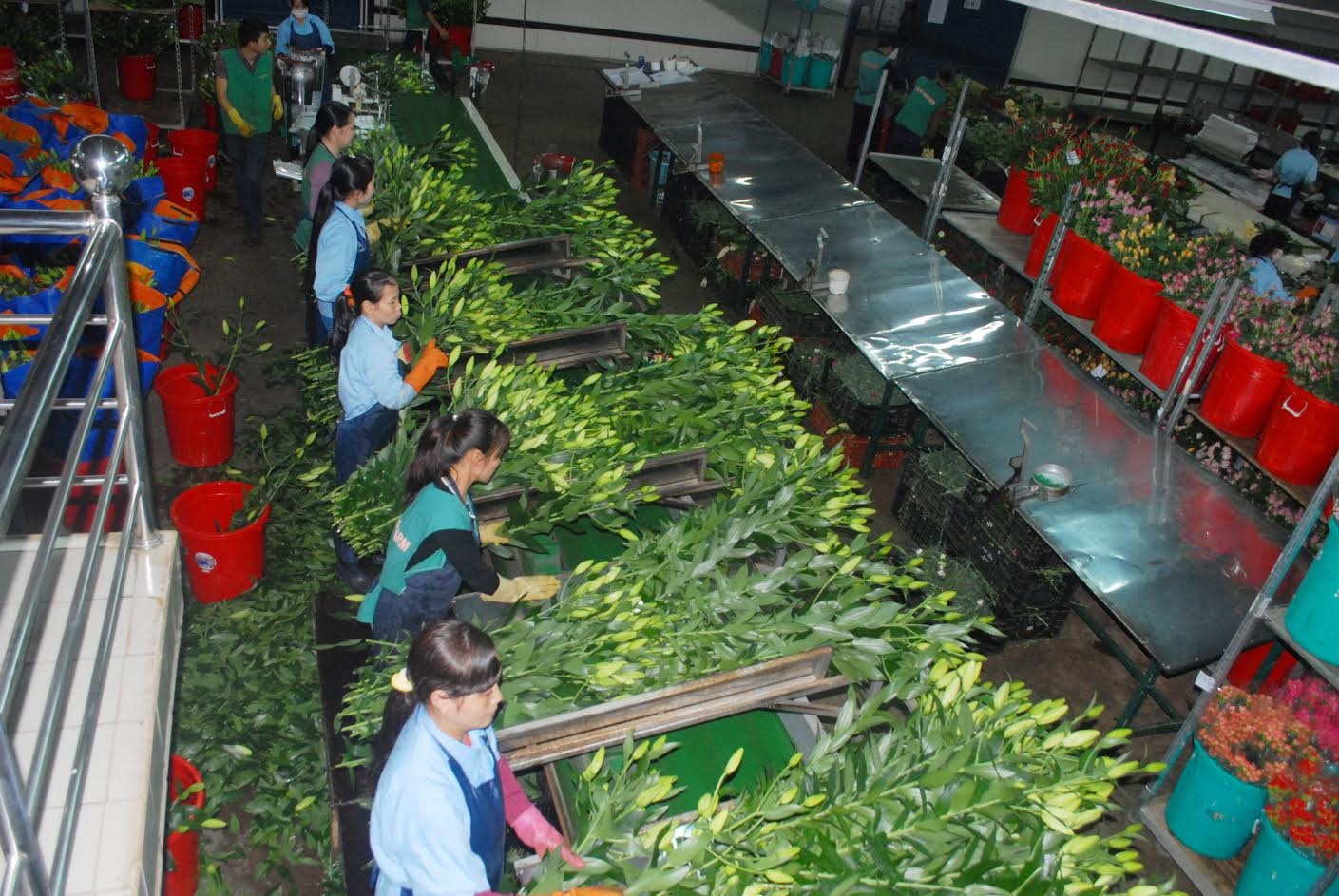 Hoa Da Lat tang gia manh truoc 20/10 hinh anh