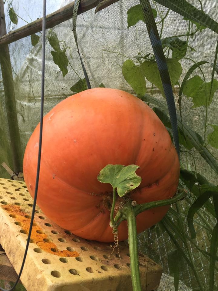 Bí ngô khổng lồ 5 triệu một quả tranh nhau mua ảnh 1 Bi ngo khong lo 5 trieu mot qua tranh nhau mua anh 1