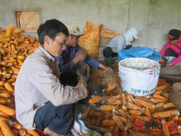 Son La: Ban 1 kg ngo chua mua noi coc tra da hinh anh