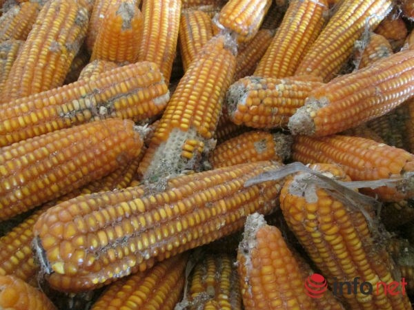 1 kg ngo chua mua noi coc tra da anh 2