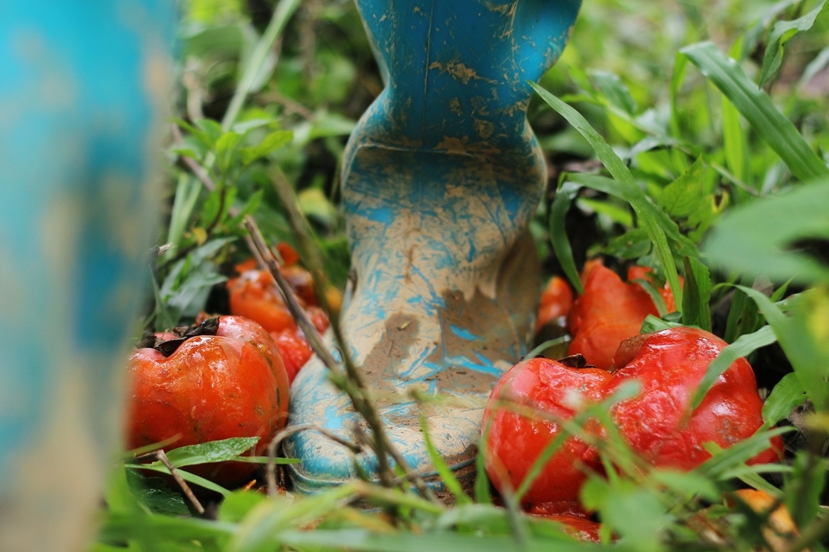 hong Da Lat mat mua the tham anh 11