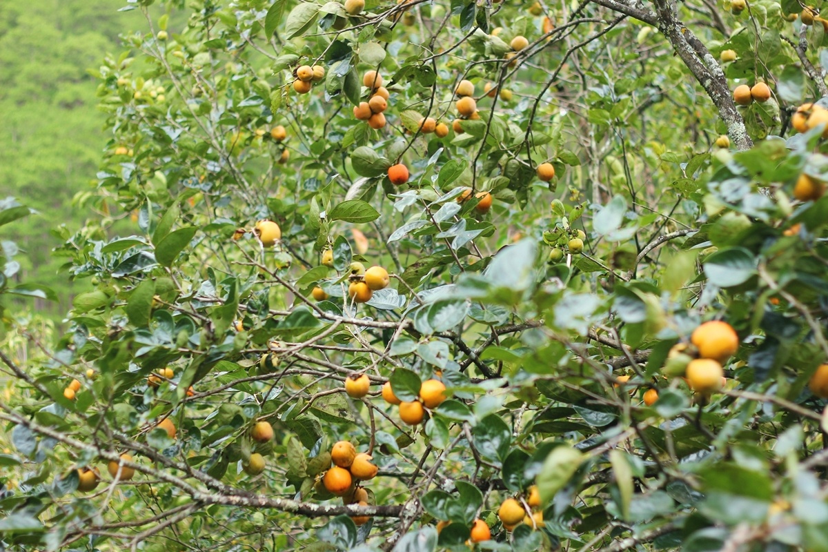 hong Da Lat mat mua the tham anh 1